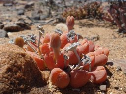 Vanheerdea roodiae thick and thin pedicels